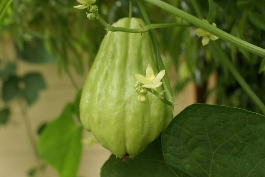 Su su giúp chắc khỏe xương