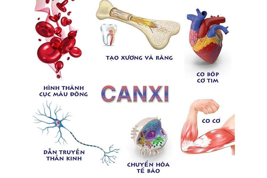 Lợi ích của canxi đối với sức khỏe xương