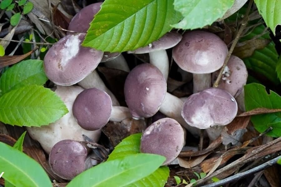 Nấm tràm chứa nhiều thành phần dinh dưỡng
