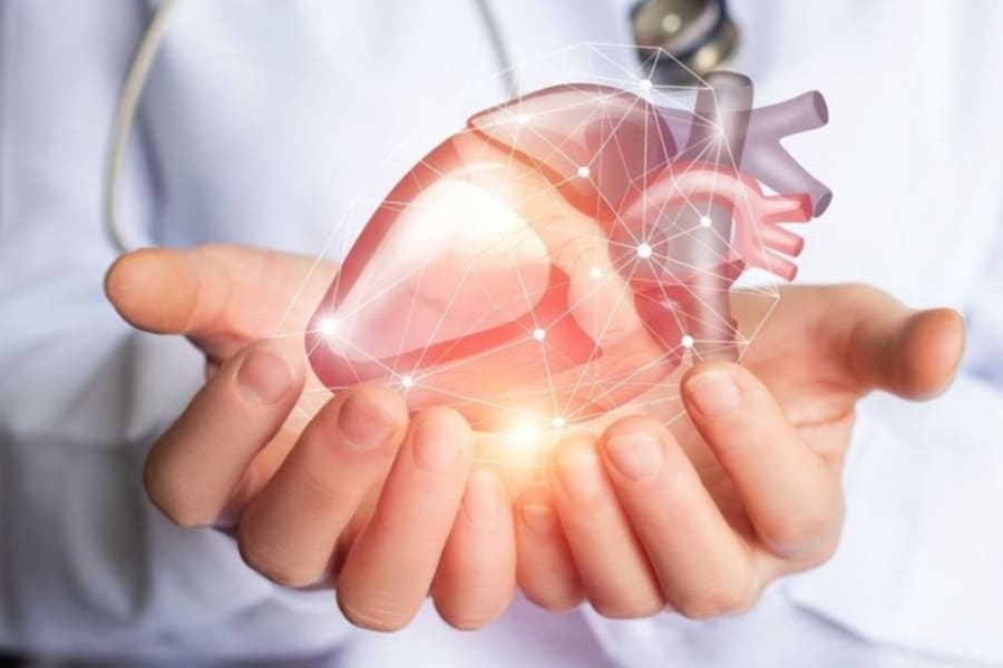 Nấm tràm hỗ trợ bảo vệ sức khỏe tim mạch