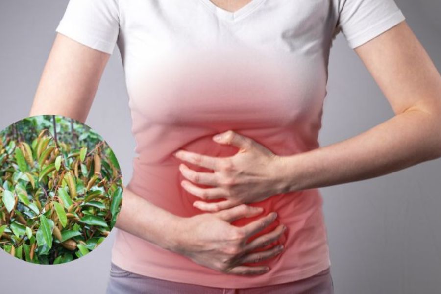 Lá vú sữa chữa trào ngược dạ dày được không? 3 Lưu ý