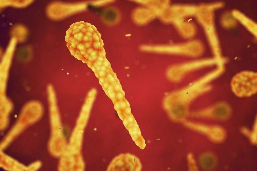 Trực khuẩn Clostridium Tetani gây bệnh uốn ván