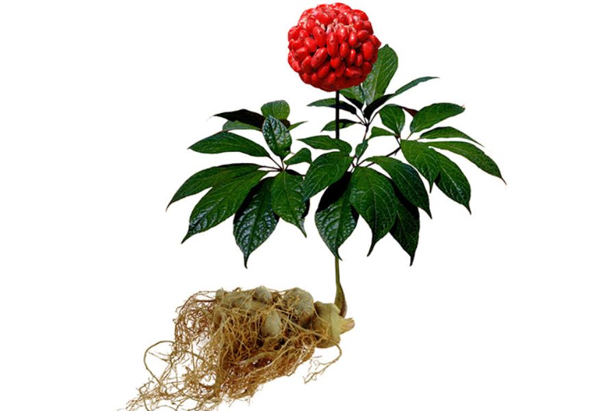 Tam thất thuộc họ nhân sâm, là thuốc quý trong Đông y